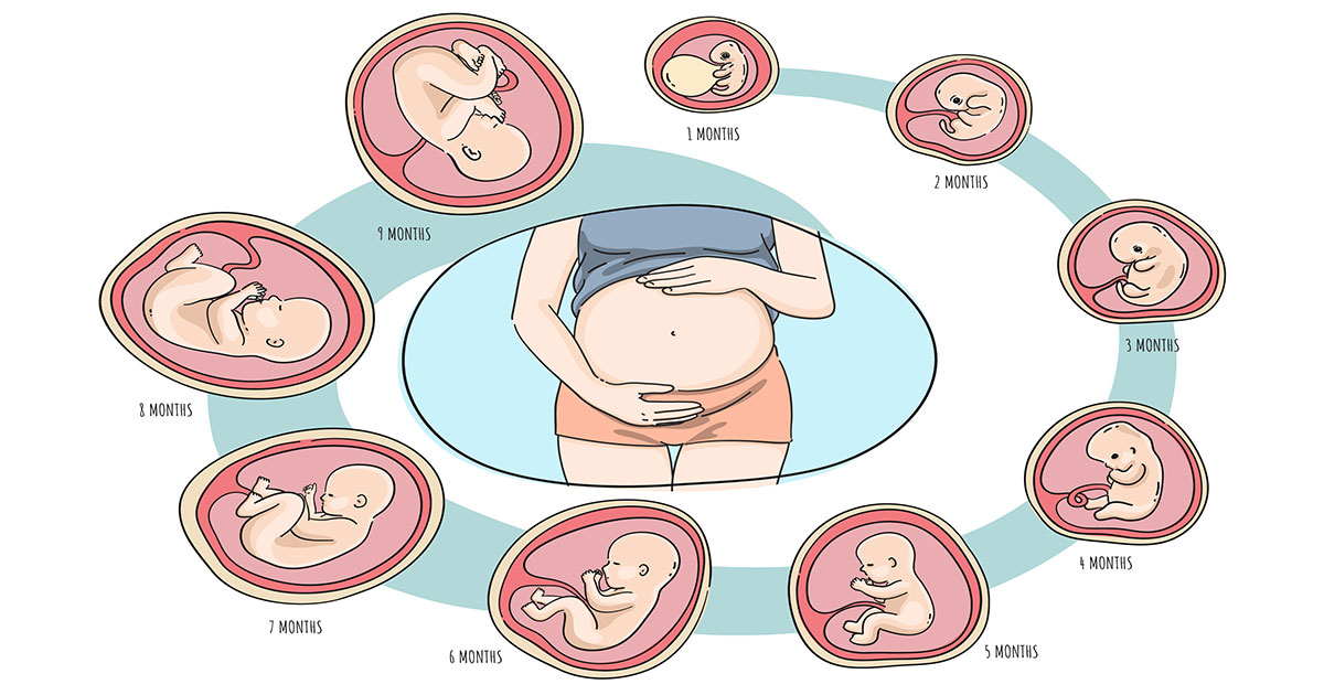พัฒนาการทารกในครรภ์
