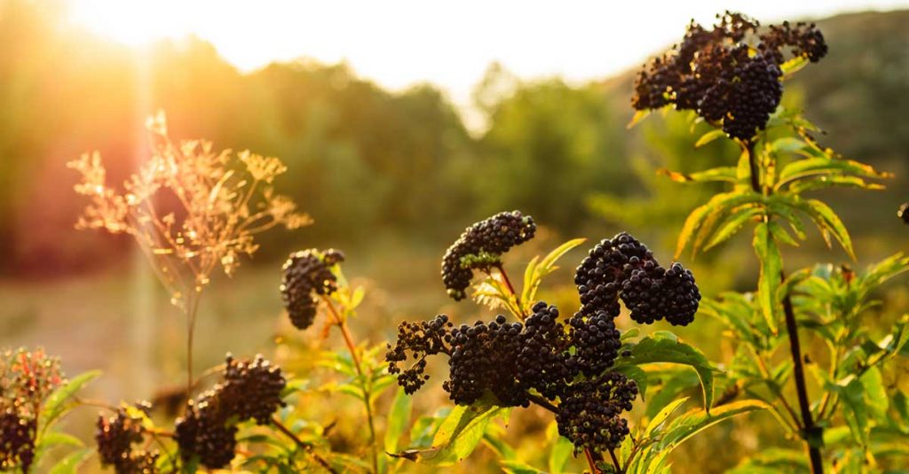 เอลเดอร์เบอร์รี่ Elderberry