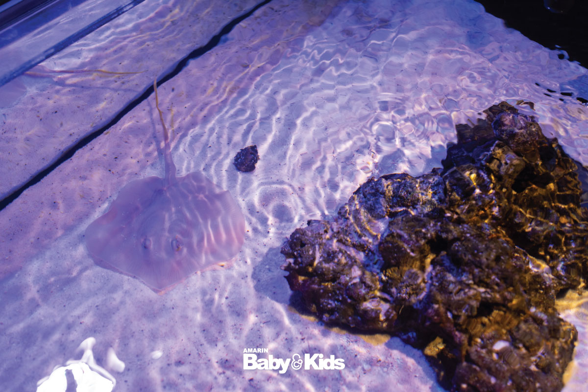 สัตว์ทะเล นิทรรศการโรงหนังแห่งท้องทะเล