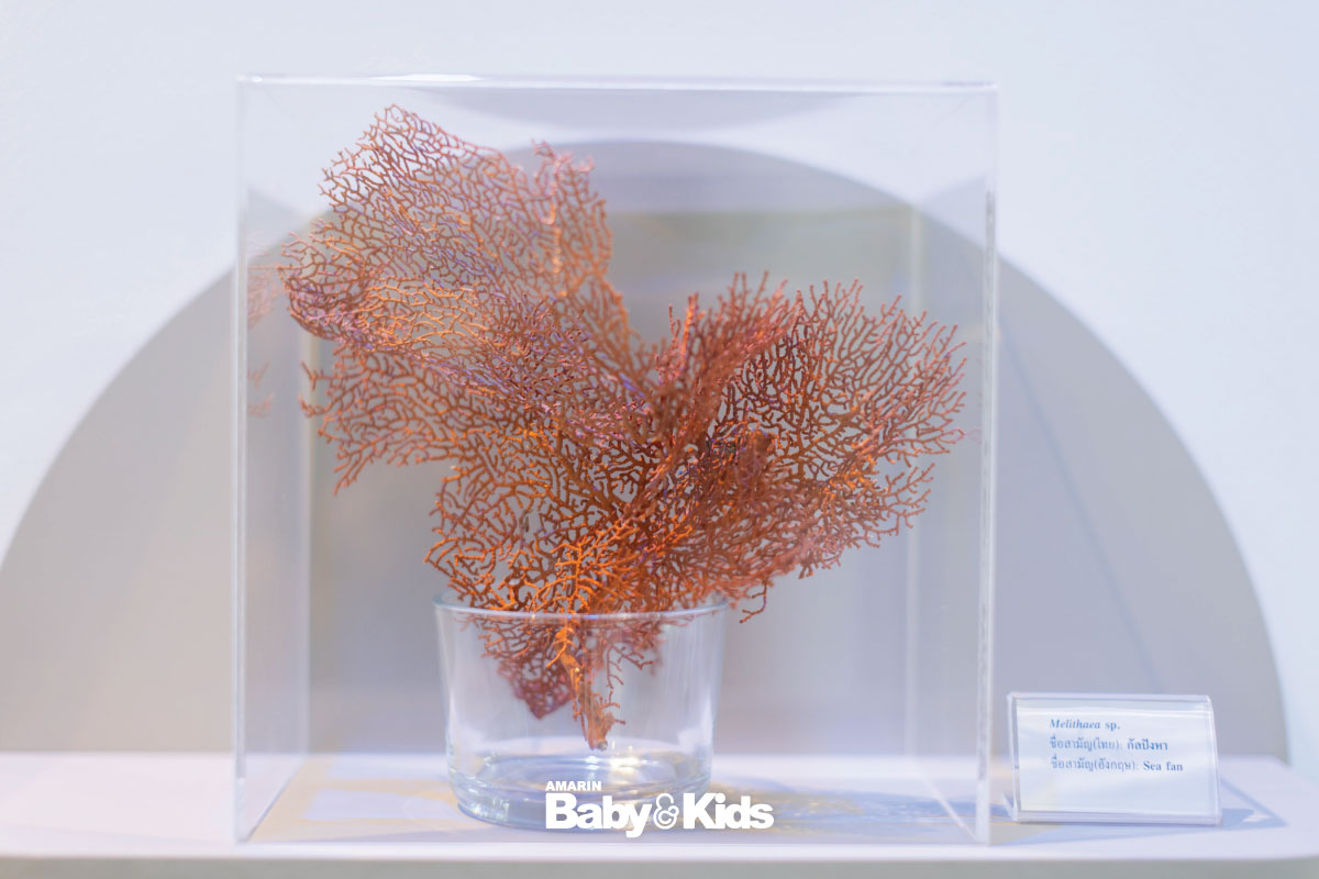 กัลปังหา นิทรรศการโรงหนังแห่งท้องทะเล