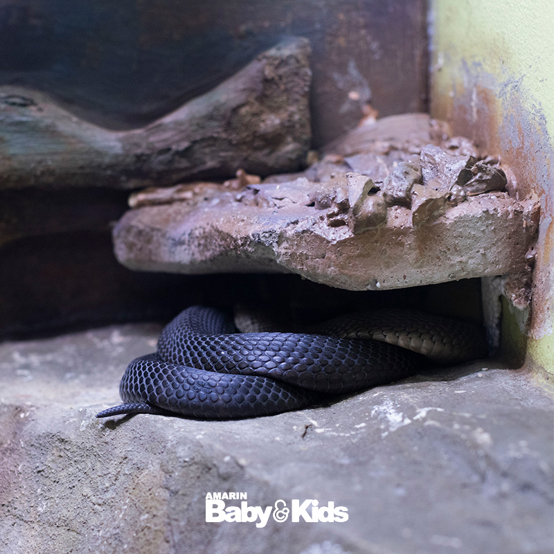 สวนงูสถานเสาวภา