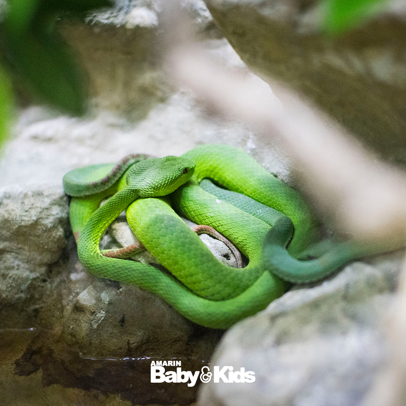 สวนงูสถานเสาวภา