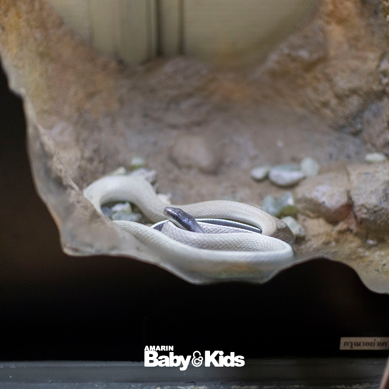 สวนงูสถานเสาวภา