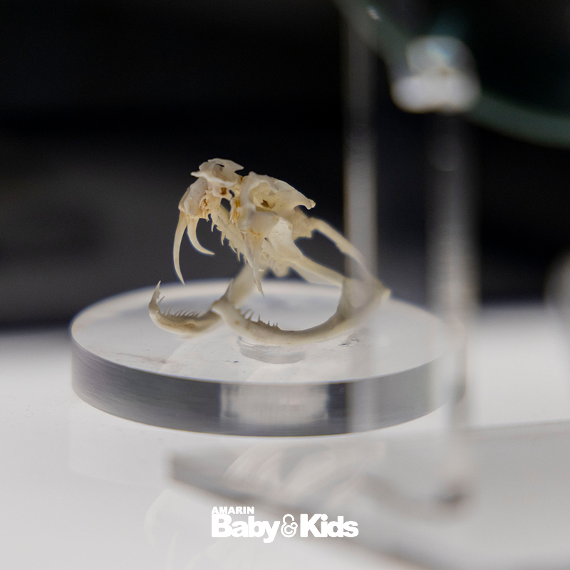 สวนงูสถานเสาวภา