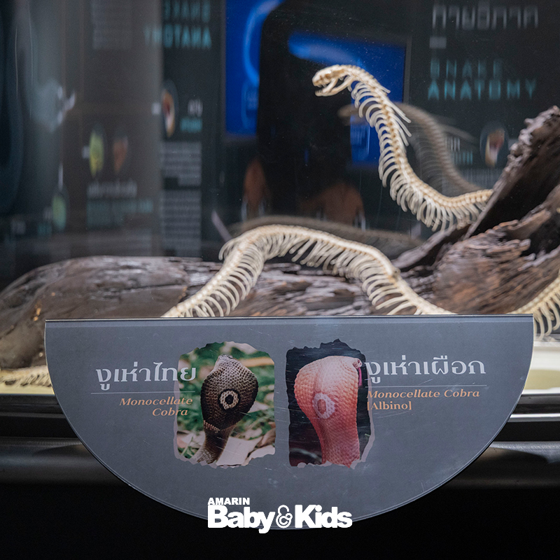 สวนงูสถานเสาวภา