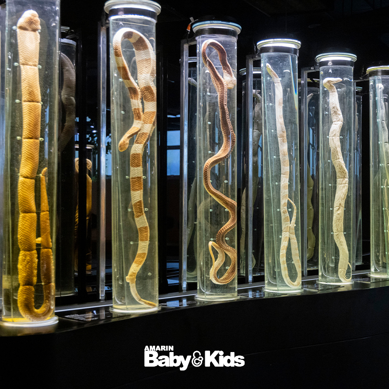 สวนงูสถานเสาวภา