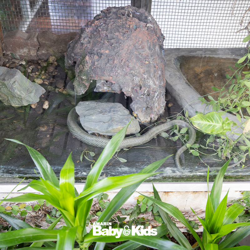 สวนงูสถานเสาวภา