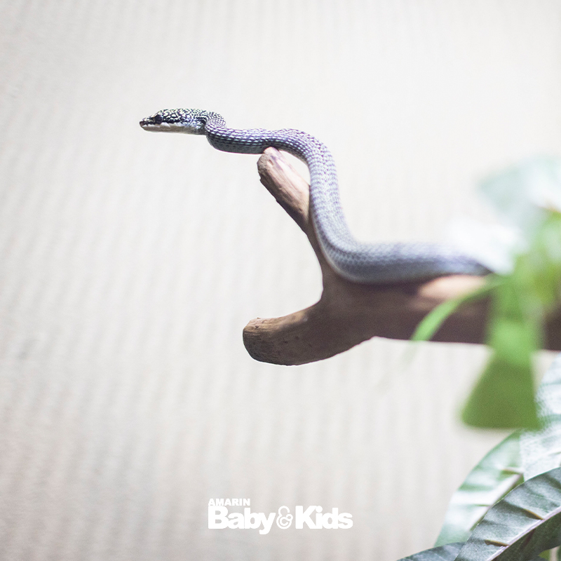 สวนงูสถานเสาวภา